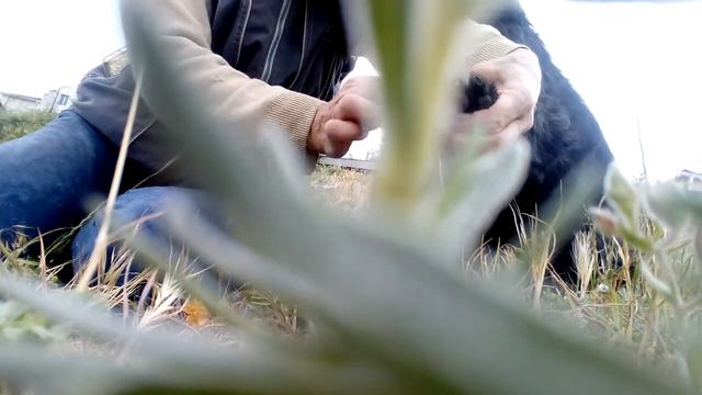 Роман-Кош. Как уберечь шнауцера в летний сезон от остюков. Краткий обзор. 19мая.21г. Кулики смотреть онлайн