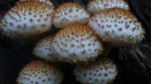 SCALY PHOLIOTA