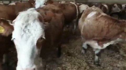Немецкие| Австрийские телки. #simmental #симментал