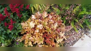 Гейхеры в ландшафтном дизайне