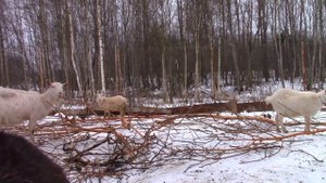 Как узнать возраст козы? - По зубам