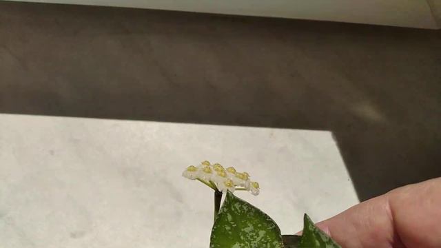 Хойя Лакуноза эскимо Сильвер смотреть онлайн