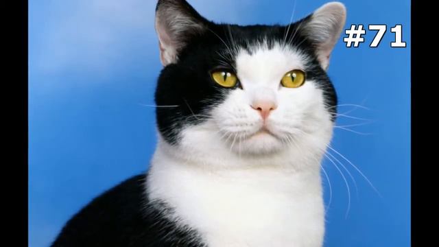 #71. Кошки (В мире животных) смотреть онлайн