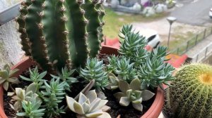 Зацвела Эуфорбия Энопла