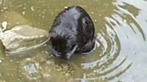 Выдра моется