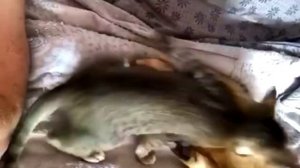 Ориентальные котята  / Ориентальная порода кошек