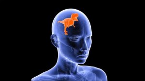 Как работает рептильный мозг?