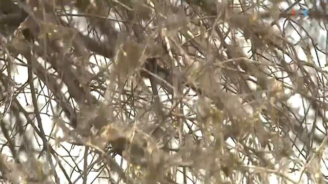 В Севастополе возможно нашествие американской белой бабочки