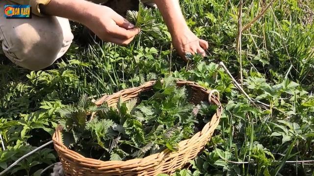 Чем подкормить свеклу, чтобы была сочной и сладкой.