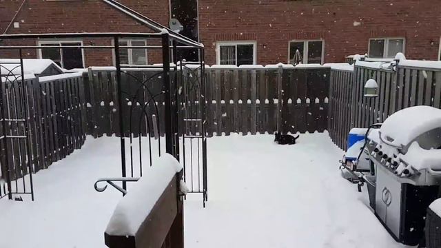 Black Scottish Terrier смотреть онлайн