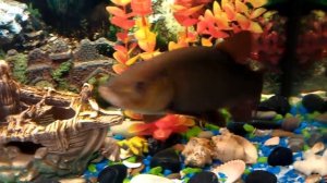 Линь в аквариуме