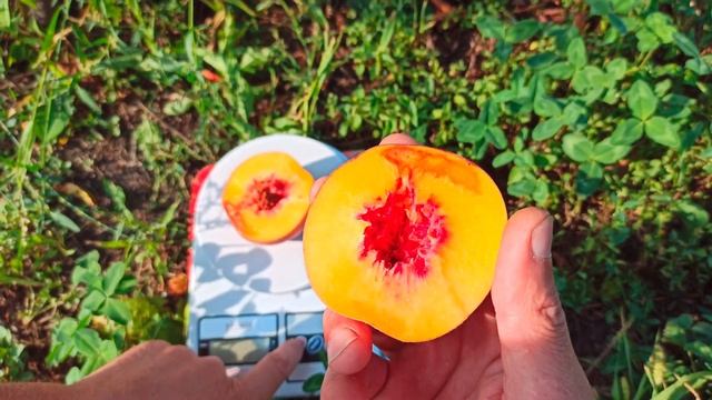 23.08.2021г. Персик Флемин Фьюри PF-24 Cold Hardy. смотреть онлайн