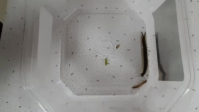 Охота Скалапендры смотреть онлайн