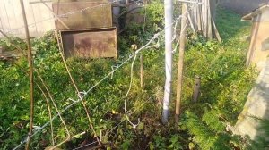 Шпалера из ПВХ трубы не выдержала.