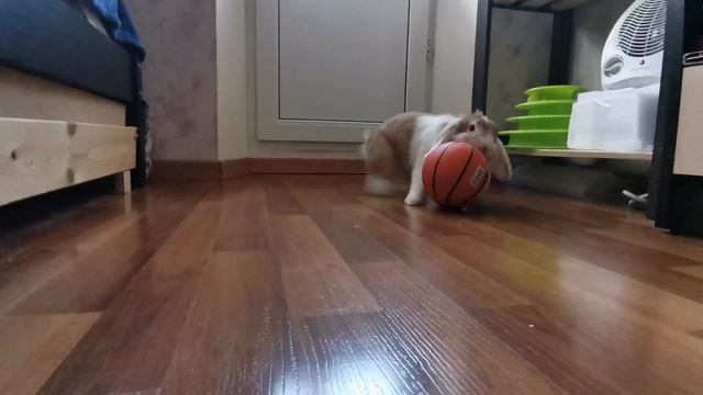 Кролик играет с мячом. Кролик-футболист-баскетболист. смотреть онлайн