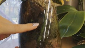 Полив орхидей в закрытой системе. Как подружиться с ЗС?!