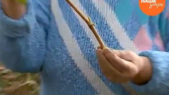 Валентина Ульянова рассказывает, как сохранить виноград до зимы смотреть онлайн