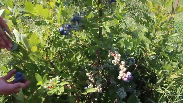 Созревание голубики 29 06 2016