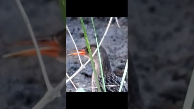 Звук птицы Восточный пастушок-трескун в лесу