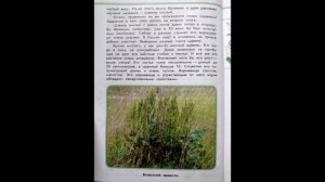 Читаем детям. ЗЕЛЁНЫЕ СТРАНИЦЫ. А.А.Плешаков. Страница первая. КИСЛЫЙ,НО ВКУСНЫЙ (ЩАВЕЛЬ).