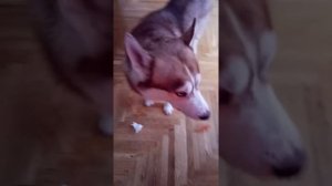 Хаски Дайвер нахулиганил🙈☝