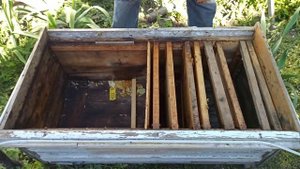 Улья для успешной зимовки отводков пчел. Зимовка пчел через перегородку