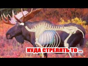 ПРАВИЛЬНЫЙ ВЫСТРЕЛ ПО ЗВЕРЮ