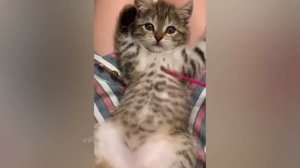 СМЕШНЫЕ КОШКИ 2022 ЛУЧШИЕ ПРИКОЛЫ С КОТАМИ - смешное видео, приколы, смотреть онлайн