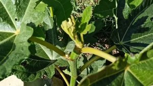 Инжир. Начало плодообразования. Прищипка побегов. 2022 06 17