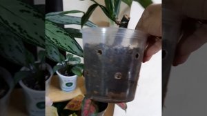 Аглаонема/Субстрат для Аглаонем/Мои наблюдения