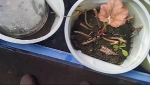 Осеннее размножение гейхеры (гейхереллы) 3-мя способами. Посмотрим, что получилось.