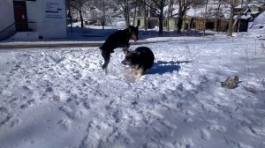 ОВЧАРКА ПРОТИВ ДОБЕРМАНА (SHEPHERD VS DOBERMAN)