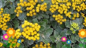 Аяния тихоокеанская. Краткий обзор, описание характеристик, где купить саженцы ajania trilobata