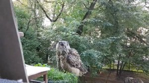 Филин Ёль чистит перья