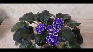 Обворожительная ЕК-Снежные Карпаты