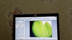 Лист под микроскопом. Наблюдения. Биология