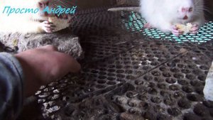 НУТРИЯ ОТВЕТЫ НА ВОПРОСЫ