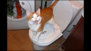кошка гадит мимо лотка что делать