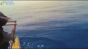 Top 5 рыбалка. Большая рыба. Морская рыба.