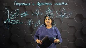 Строение и функции листа. 7 класс.