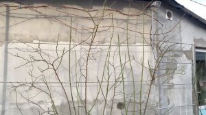 Роза Эден Роуз или Пьер де Ронсар. Обрезка после зимы г. Киев 5 марта 2024 г.