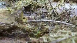 Конопатка сруба лесным мохом.Стройка теплый дом из бревна.