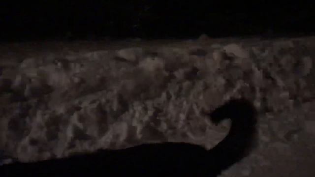 Ночная прогулка.Немецкая овчарка смотреть онлайн