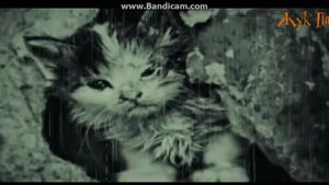 Бедный котёнок каму жалко котёнка licke