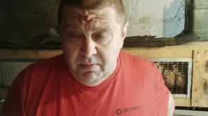 ВЫГОДНО ЛИ ДЕРЖАТЬ ПЕРЕПЕЛОВ? и какой доход можно получить от одной перепелки!