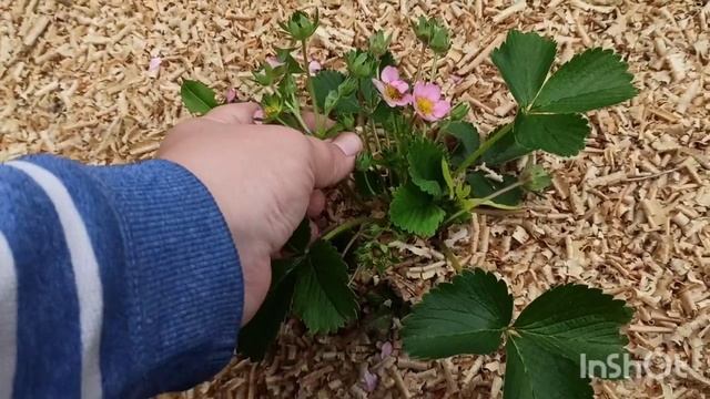 как подсадить инкубаторских цыплят под наседку. Что у нас нового? смотреть онлайн