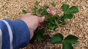 как подсадить инкубаторских цыплят под наседку. Что у нас нового?