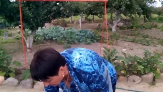 Гибискус. Выращивание