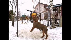 Староанглийский бульдог