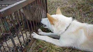 Притравка по барсуку.